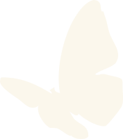 ベージュのちょうちょ